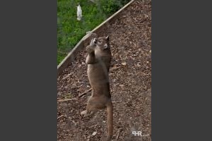 Tierwelt Herberstein