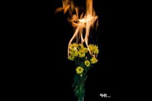 Feuerblumen