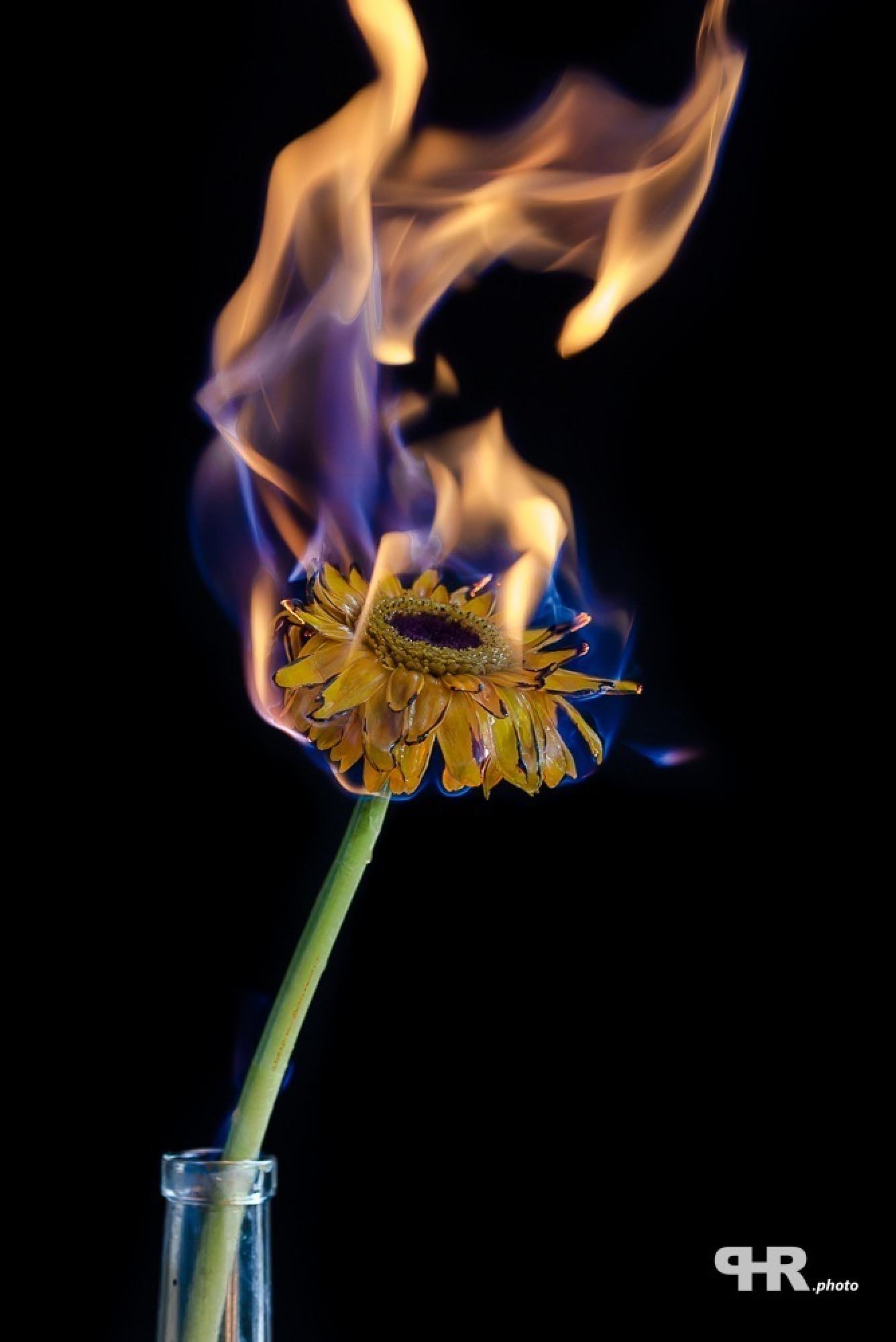 Feuerblumen